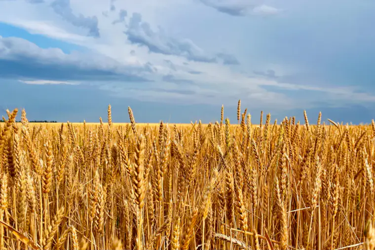 Beispielbild: Weizenfeld unter Wolkenhimmel mit flachem Horizont